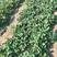 奶油草莓苗草莓秧苗盆栽地栽四季阳台种植南方北方种植当年结