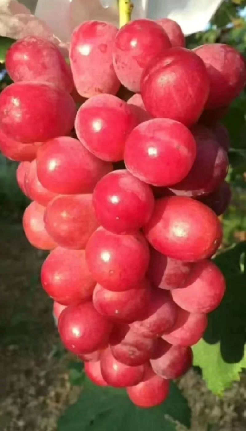 【厂家直供】氨基酸水溶肥每桶20kg。