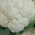 安徽宿州砀山有机花白面青梗散花菜花砀山有机花菜