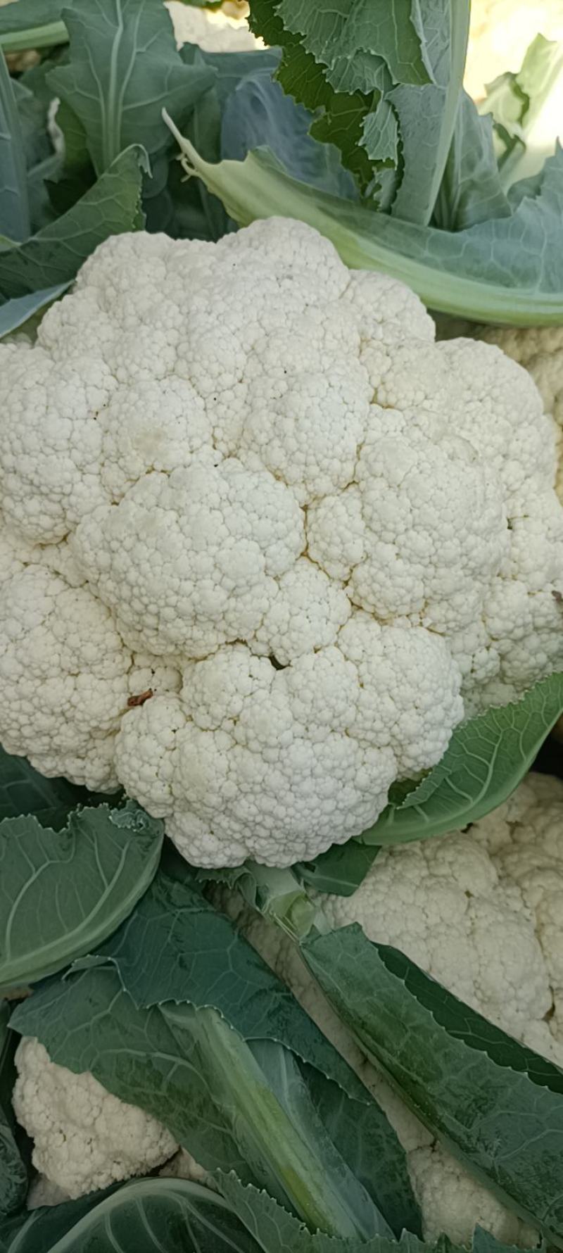 安徽宿州砀山有机花白面青梗散花菜花砀山有机花菜
