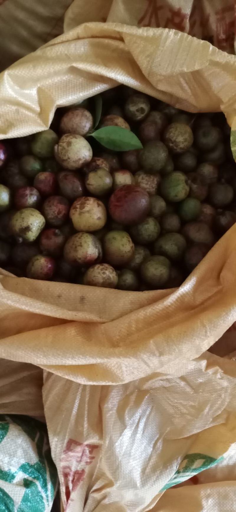 常鑫生态油茶基地总经销