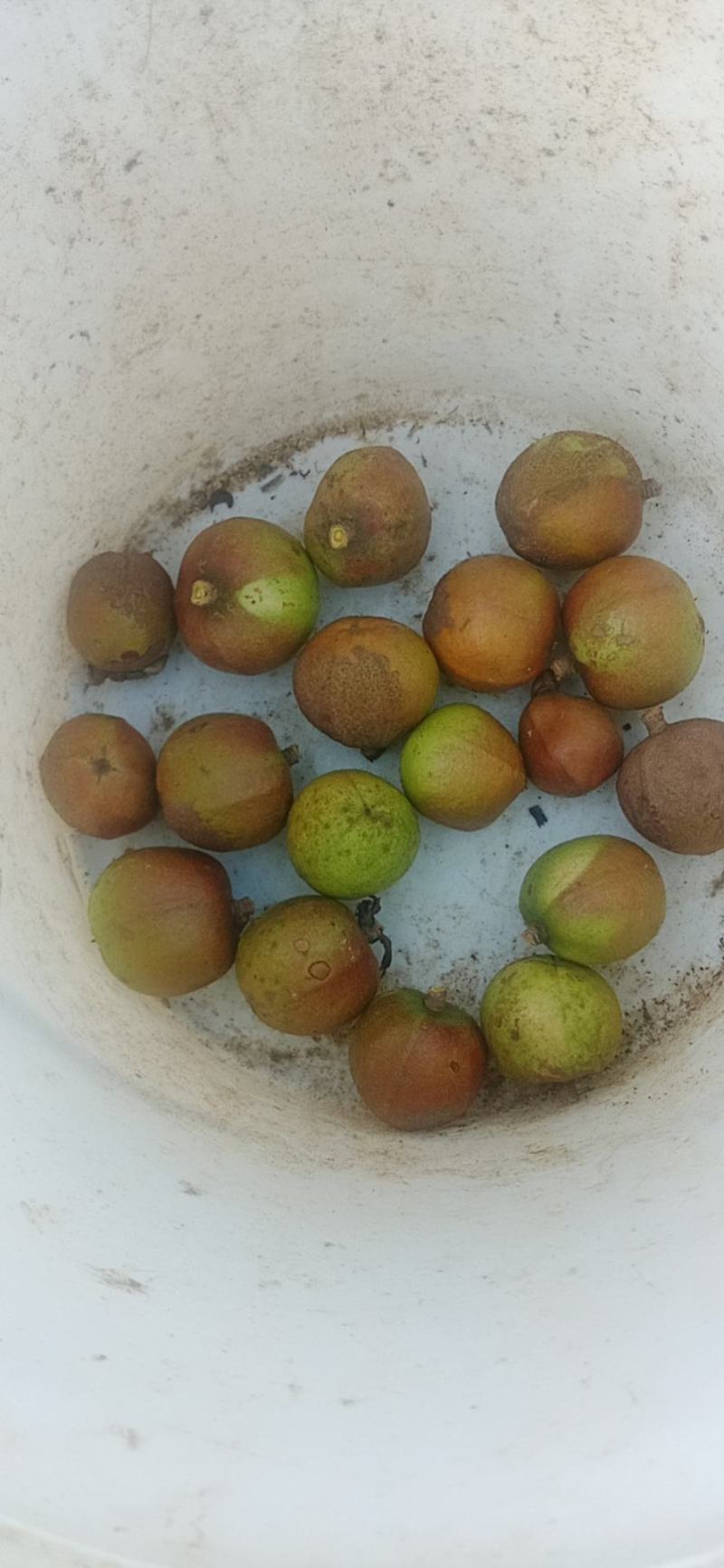 常鑫生态油茶基地总经销