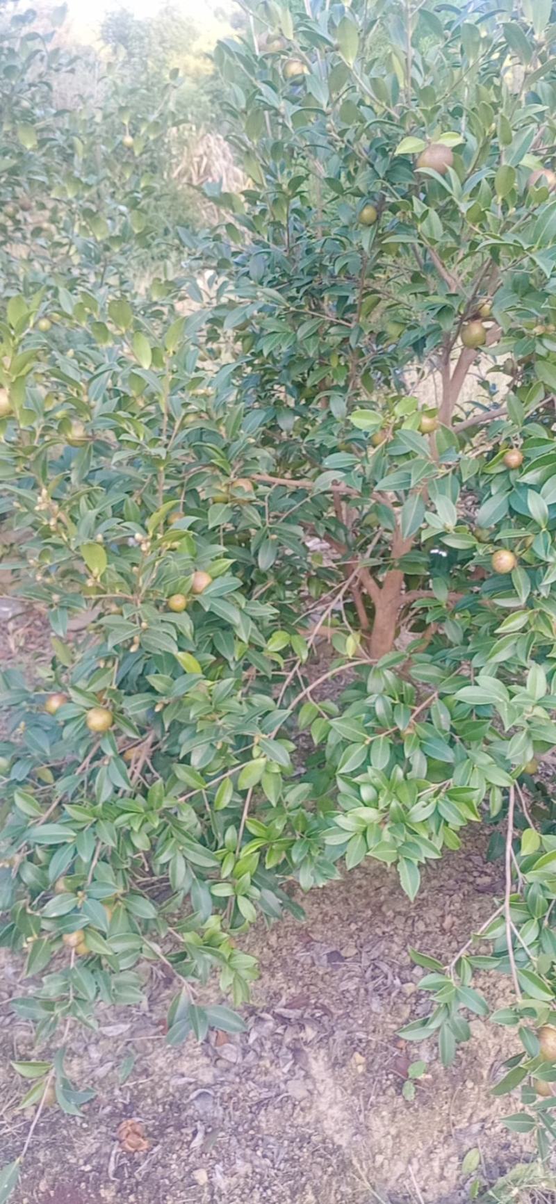 常鑫生态油茶基地总经销