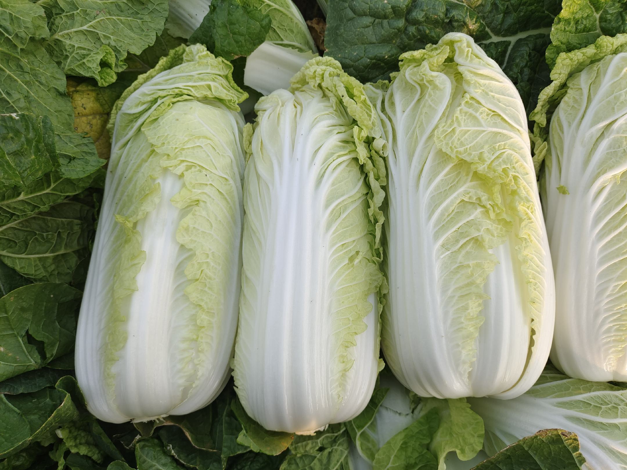 娃娃菜新鲜选购图