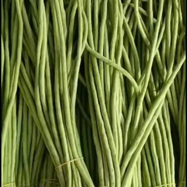 长豆角，豇豆，一手货源代购代销，代发全国市场