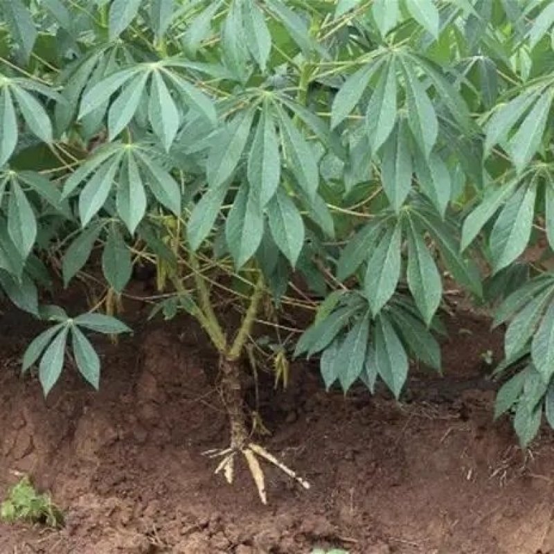 木薯