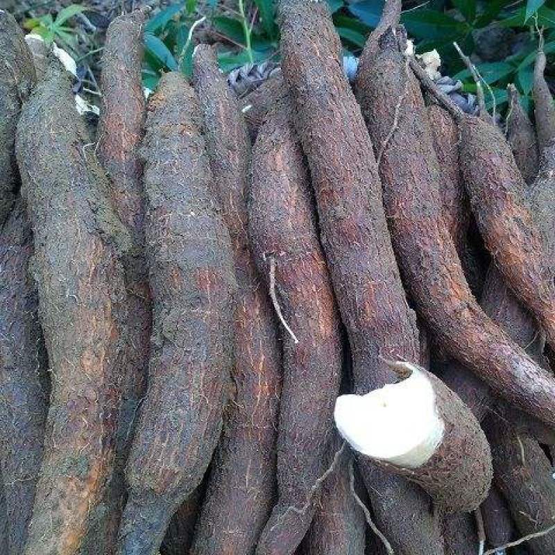 木薯