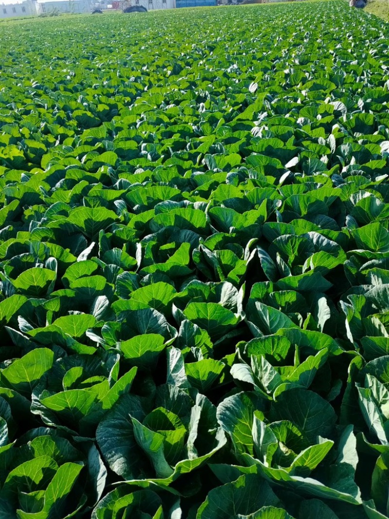 【推荐】江苏甘蓝圆包菜大量上市基地直发价格优惠欢迎来电