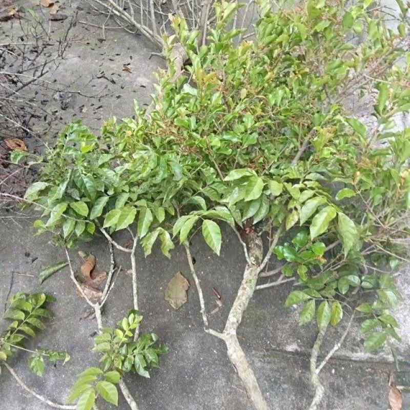 大量新鲜现摘的各类野生树木寄生茶！！可以入药可以养生！