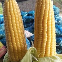 海南精品泰系水果玉米，大量有货，需要，颗粒饱满