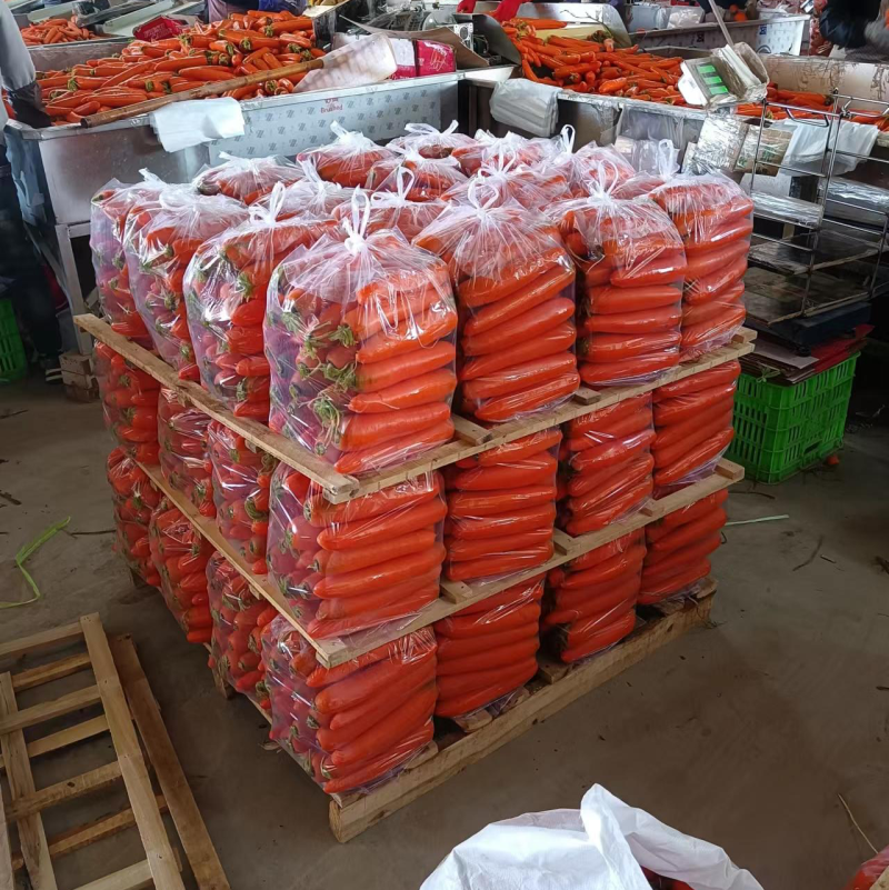 精品胡萝卜🥕