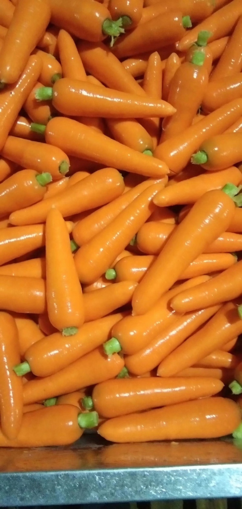精品胡萝卜🥕