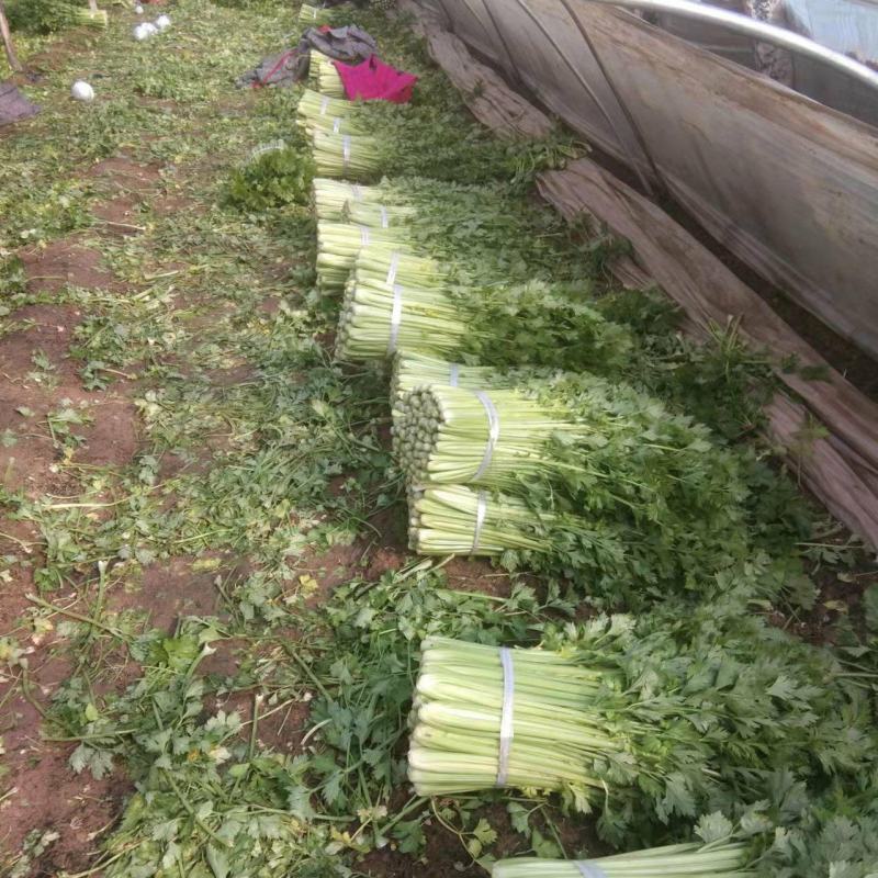 砀山县芹菜，玻璃脆芹菜，产地直发，质量好，诚信代发，