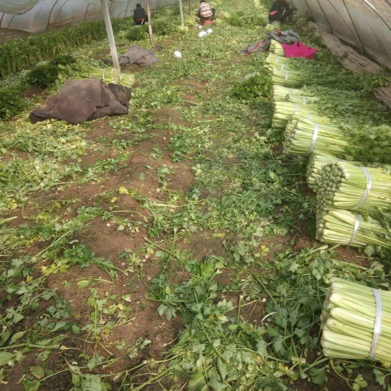 砀山县芹菜，法国皇后芹菜50cm以上，中小棵，保质保量