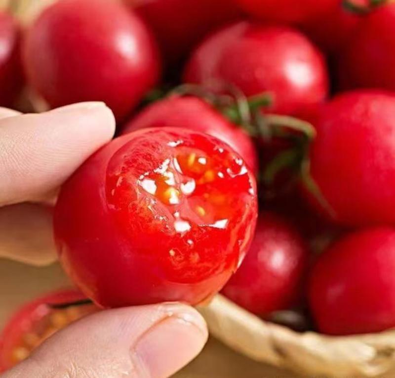 包邮，红佳丽——红色圣女果苗，圆圆的，甜甜的。苗厂直发。