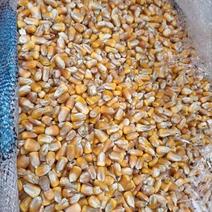 缅甸进口玉米，瑞丽自提小颗粒，大量批发