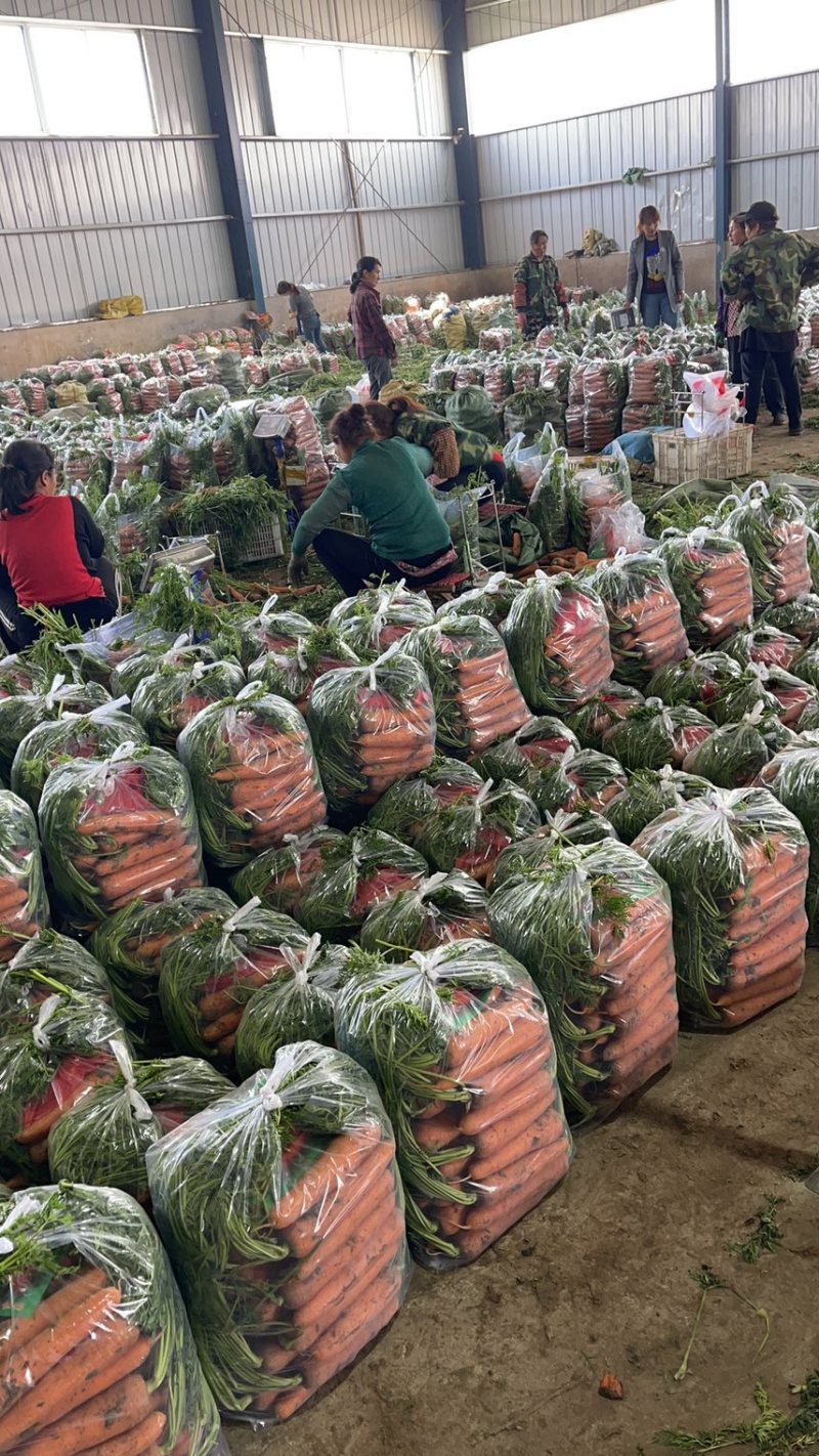 精品带苗胡萝卜🥕