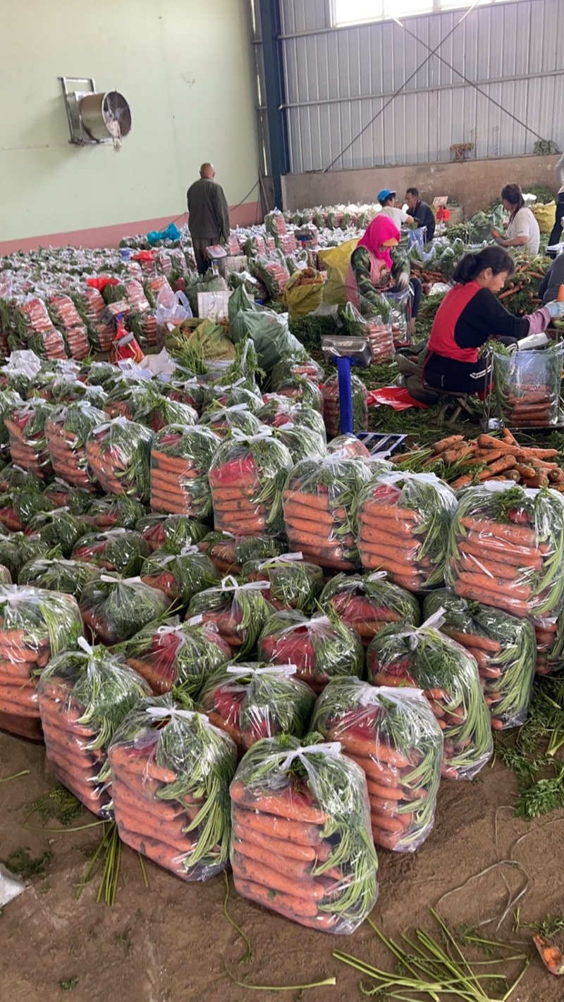 精品带苗胡萝卜🥕
