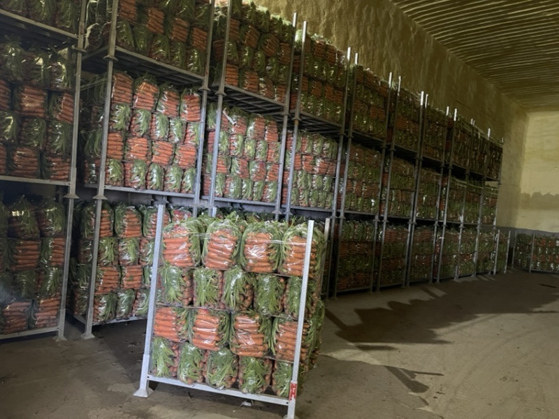 精品带苗胡萝卜🥕
