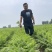 精品带苗胡萝卜🥕