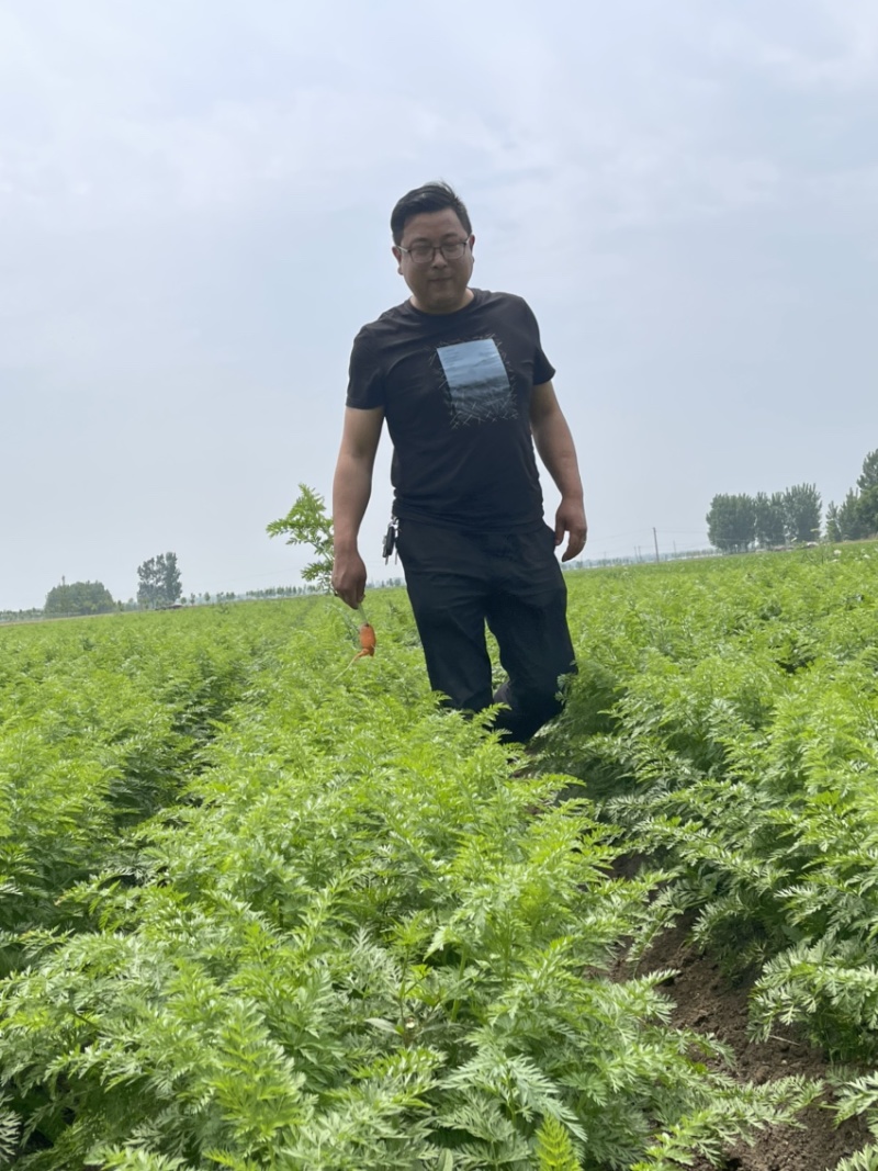 精品带苗胡萝卜🥕
