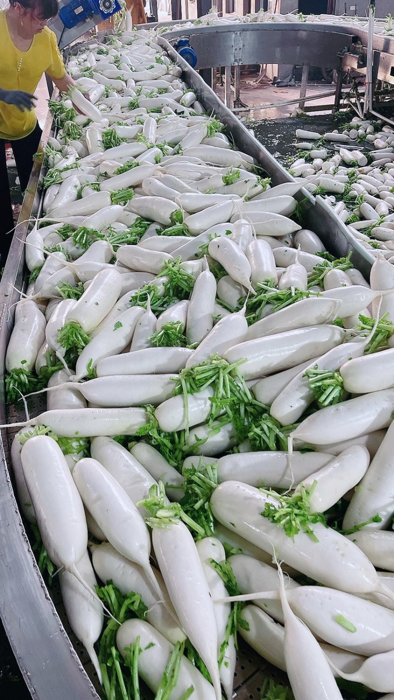 精品白萝卜