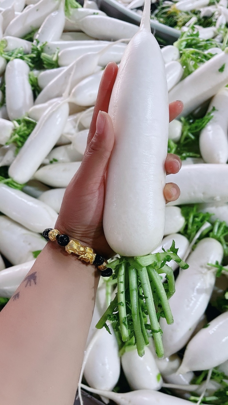 精品白萝卜