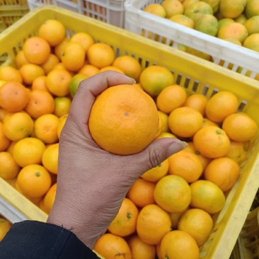 桔子东江湖蜜橘果皮鲜亮果脆汁甜大量供应全国批发
