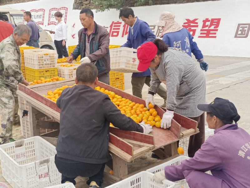 桔子东江湖蜜橘果皮鲜亮果脆汁甜大量供应全国批发