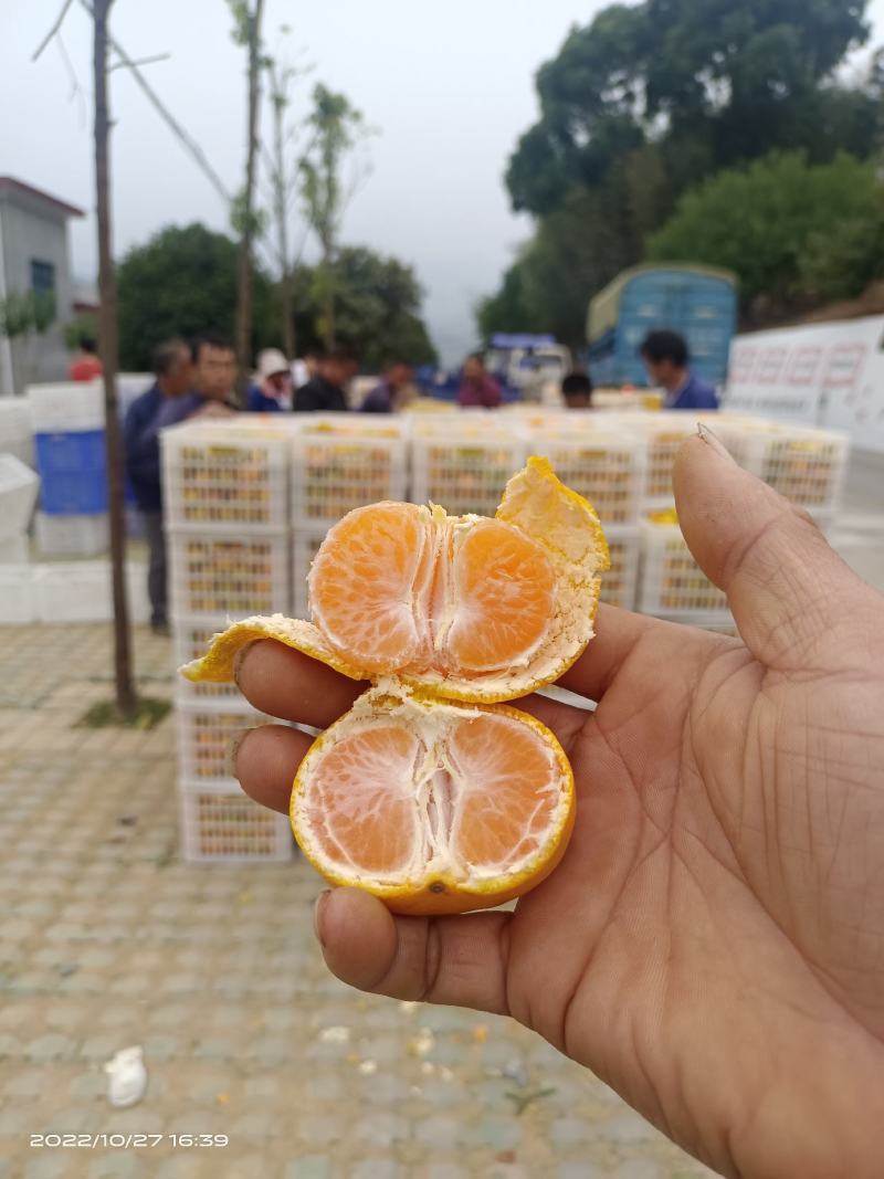 桔子东江湖蜜橘果皮鲜亮果脆汁甜大量供应全国批发