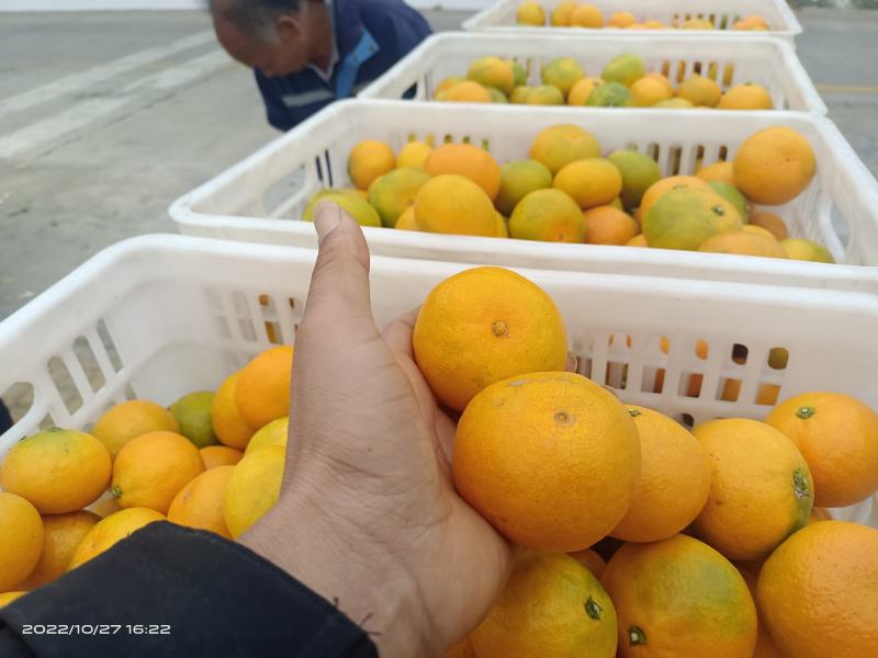 桔子东江湖蜜橘果皮鲜亮果脆汁甜大量供应全国批发