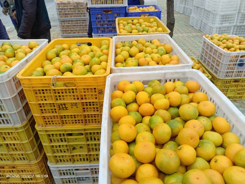 桔子东江湖蜜橘果皮鲜亮果脆汁甜大量供应全国批发