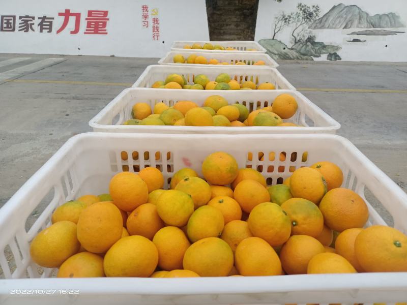 桔子东江湖蜜橘果皮鲜亮果脆汁甜大量供应全国批发