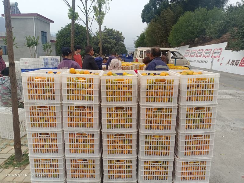桔子东江湖蜜橘果皮鲜亮果脆汁甜大量供应全国批发