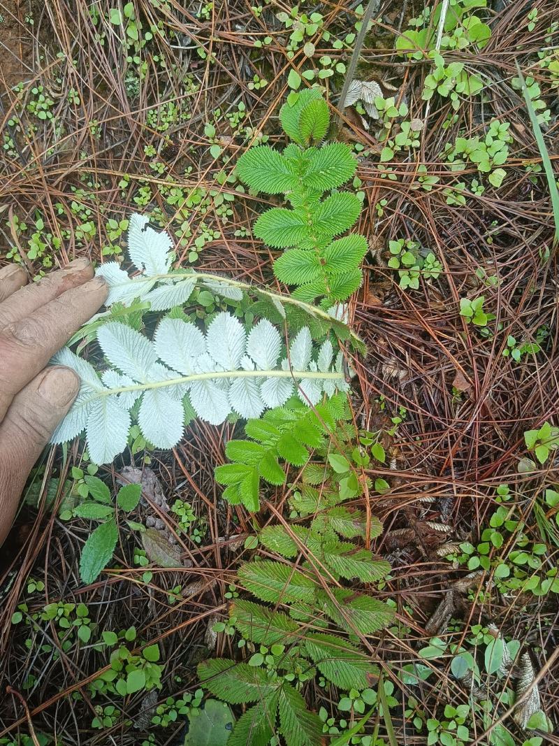 云南野生新鲜翻白草,鸡腿根天藕叶下白鸡爪参翻白萎陵菜