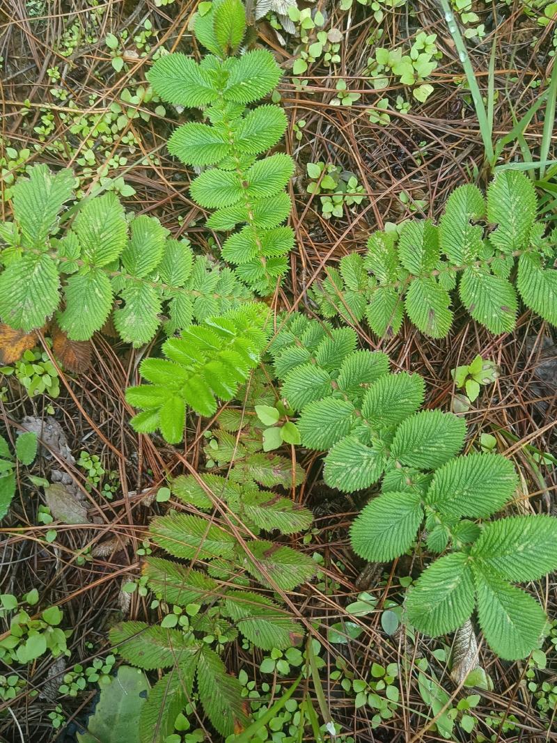 云南野生新鲜翻白草,鸡腿根天藕叶下白鸡爪参翻白萎陵菜