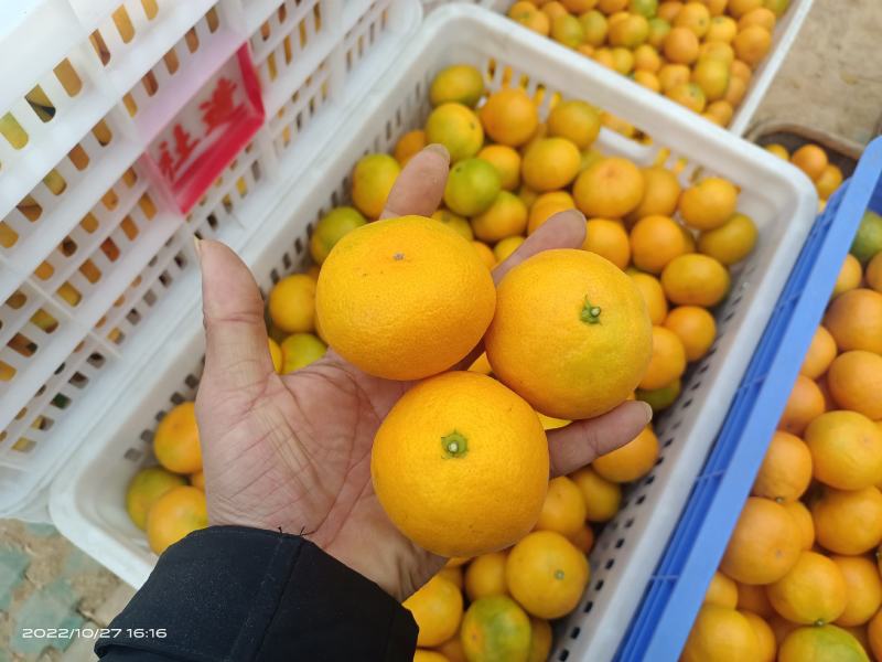 桔子东江湖蜜橘果皮鲜亮果脆汁甜大量供应全国批发