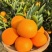 秭归九月红果冻橙地产地销口感纯甜爆汁承接电商平台市场批发