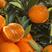 秭归九月红果冻橙地产地销口感纯甜爆汁承接电商平台市场批发