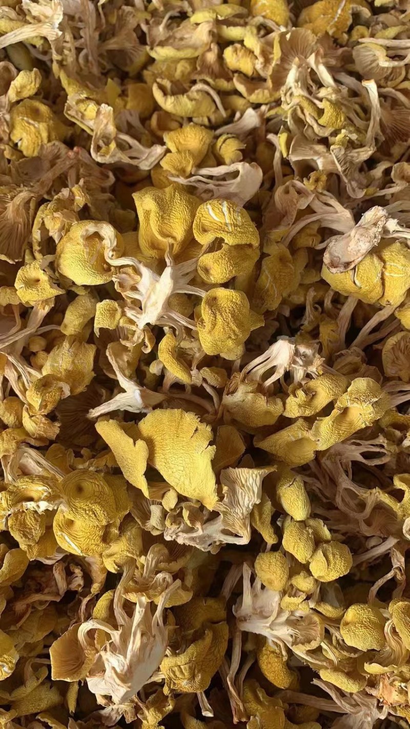 【榆黄菇】产地现货大量供应，品质保证，欢迎采购