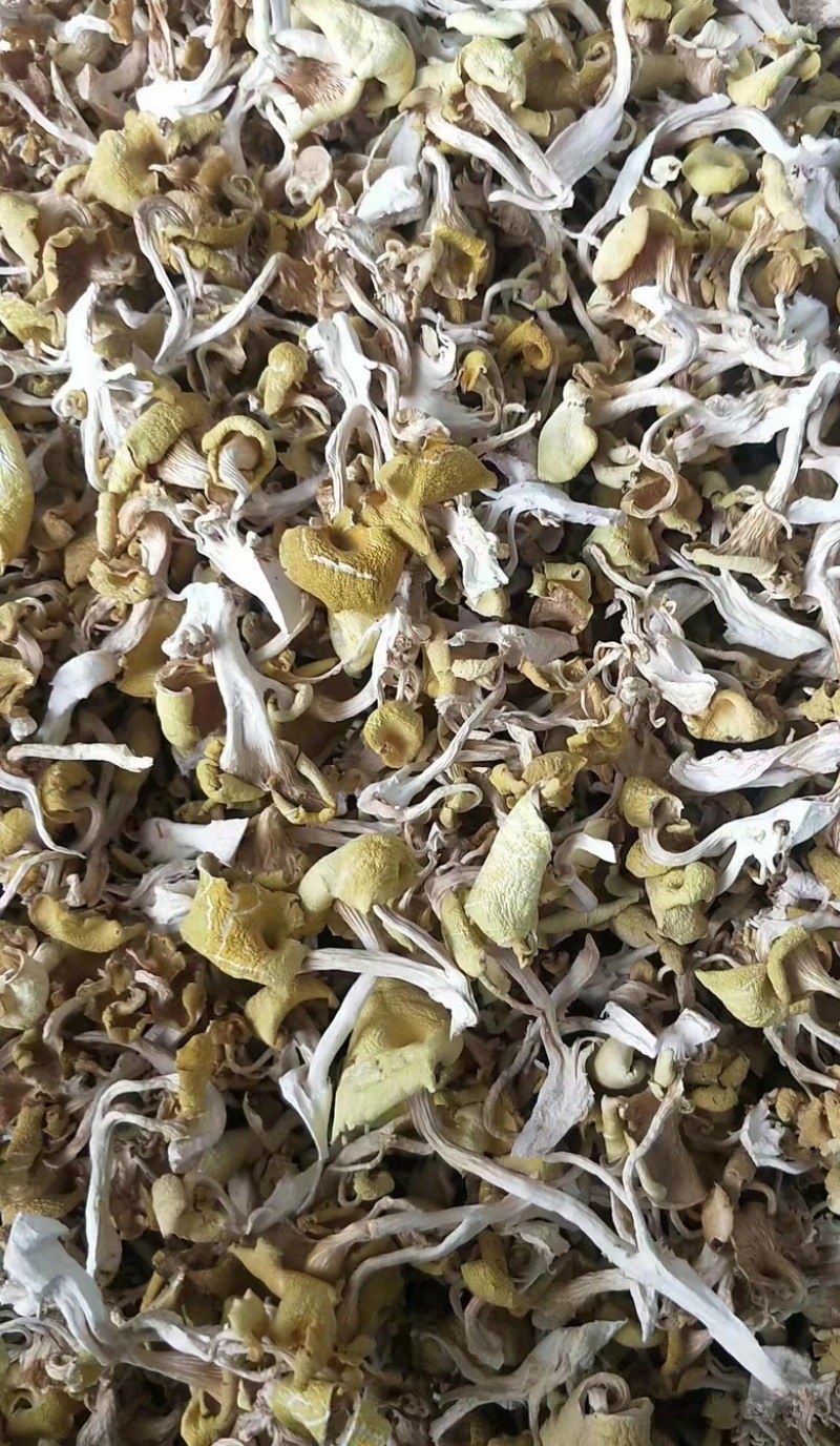 【榆黄菇】产地现货大量供应，品质保证，欢迎采购