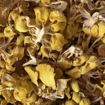 【榆黄菇】产地现货大量供应，品质保证，欢迎采购