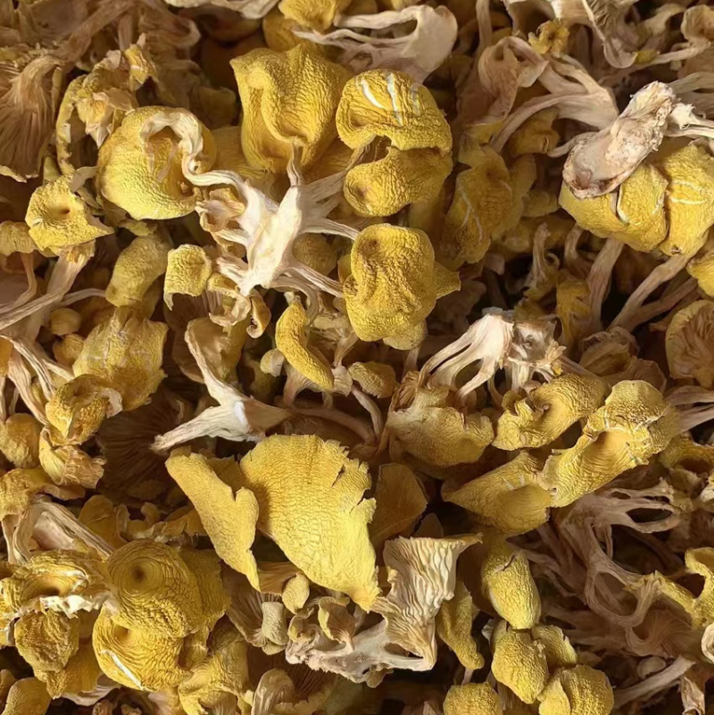 【榆黄菇】产地现货大量供应，品质保证，欢迎采购