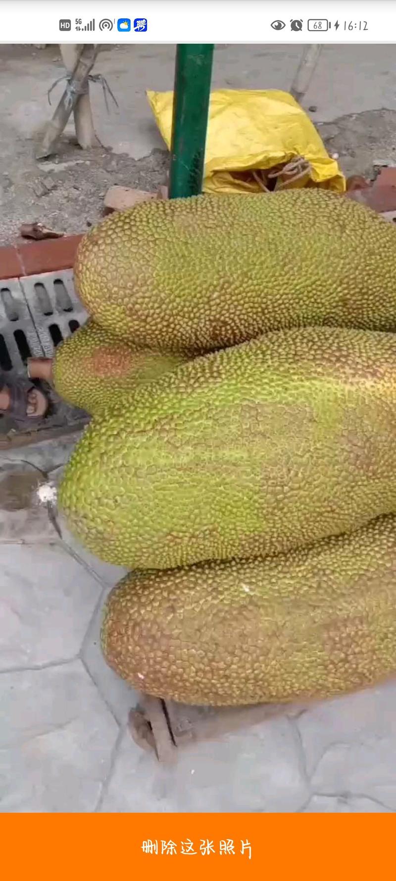 马来西亚一号菠萝蜜，产地直发，批发价格优惠触底价视频看货