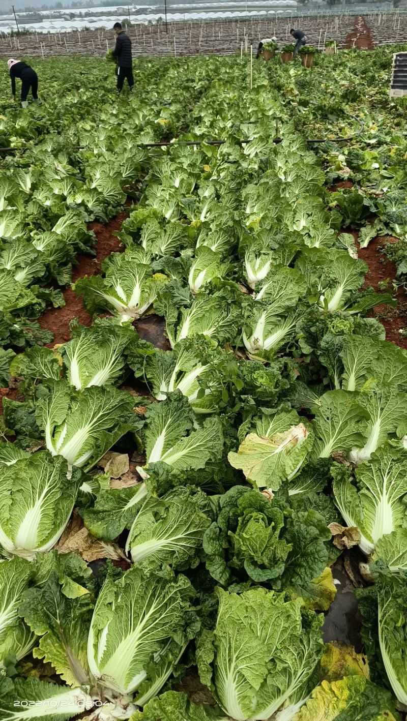 云南精品山地大白菜