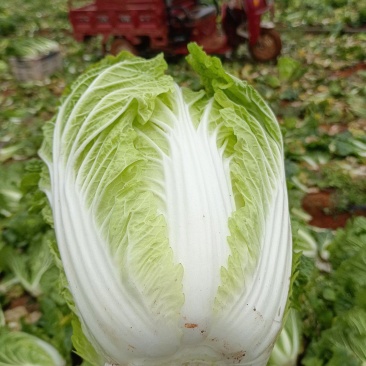 云南精品山地大白菜