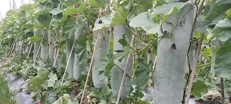 广西北海白冬瓜，黑皮爬地冬瓜，长白条欢迎选货