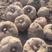 贵州花魔芋，基地直供，货量充足，专业品质