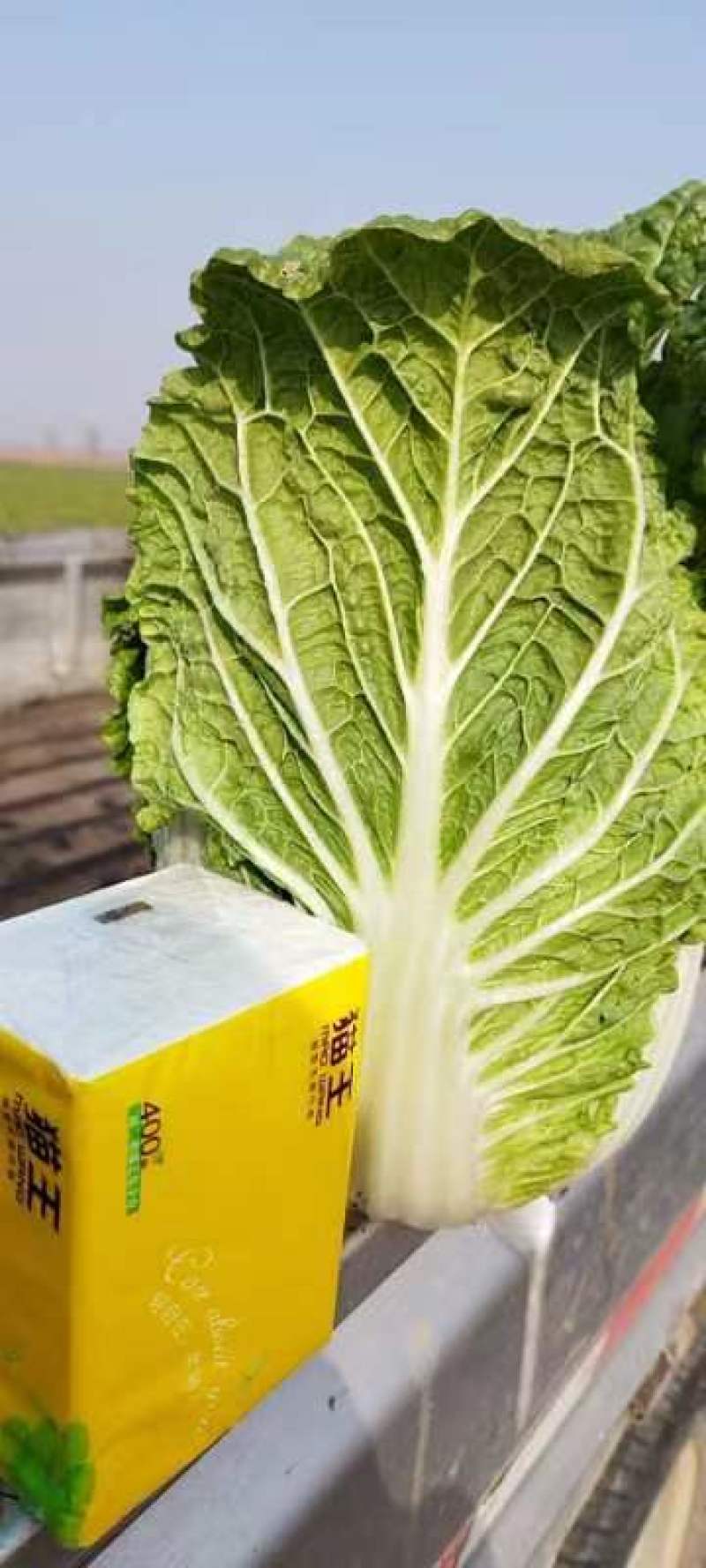 黄心白菜大面积上市有北京三号，黄心白菜，娃娃供应产地直发