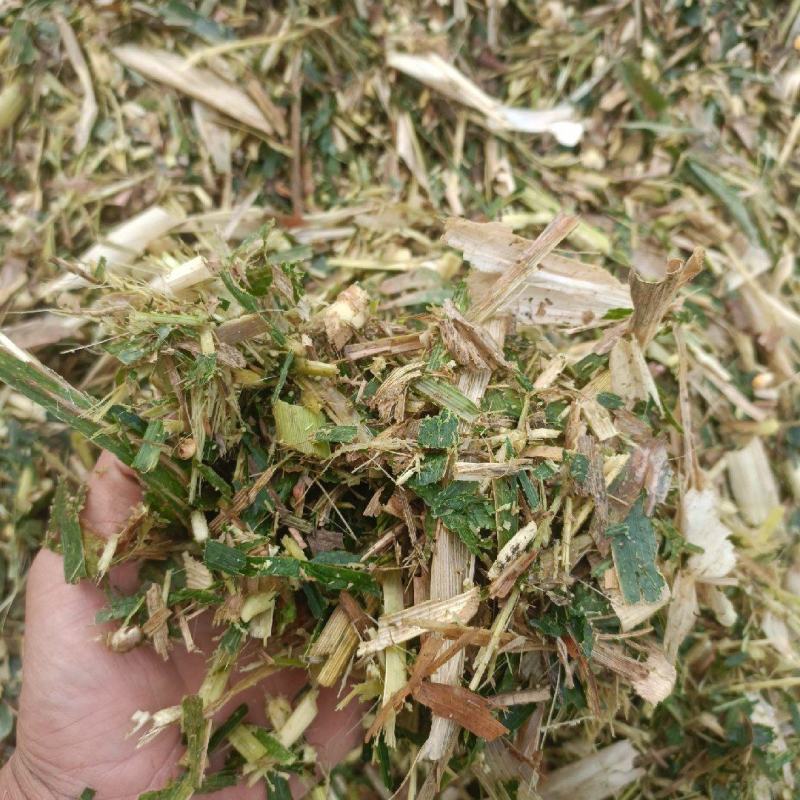 黄储青储玉米秸秆，基地直发一手货源，大量上市中